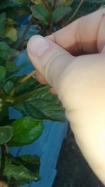 Как собрать семена со Спилантеса Пикабу смотреть онлайн