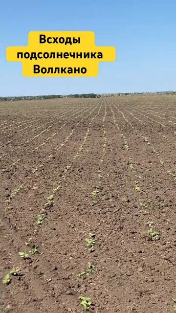 Подсолнечник Воллкано | Вид через 19 дней смотреть онлайн
