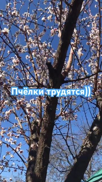 Начало апреля 2025 #погода #деревья #абрикос #абрикоса смотреть онлайн