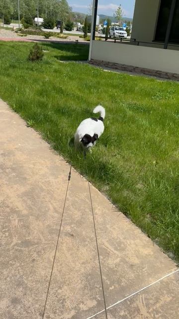 Сукко. смотреть онлайн