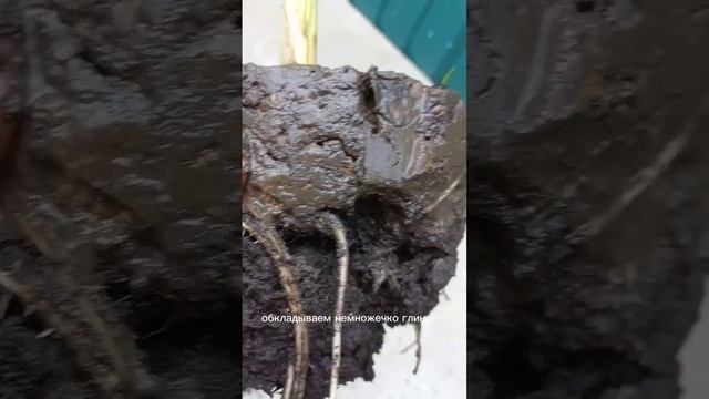 Водные канны.Растения для украшения водоема.НимфеиТу? смотреть онлайн