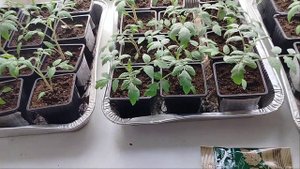 Крепкая и Низкая рассада томатов 🍅 чем поливать