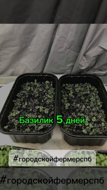 Что в итоге выросло #городскойфермерспб #микрозелень # смотреть онлайн
