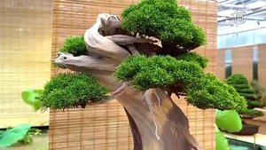 Выставка бонсай в Аптекарском  огороде 2017/18год