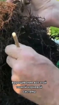 Это важно знать о корневой системе бонсай!