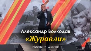 "Журавли" Александр Волкодав - «Салют Победы!» Щукино, Москва 6.05.2024 #деньпобеды #9мая #голос