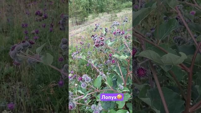 Какой большой лопух🤪😇