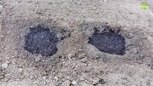 Как посадить табак семенами в открытый грунт на огоро?