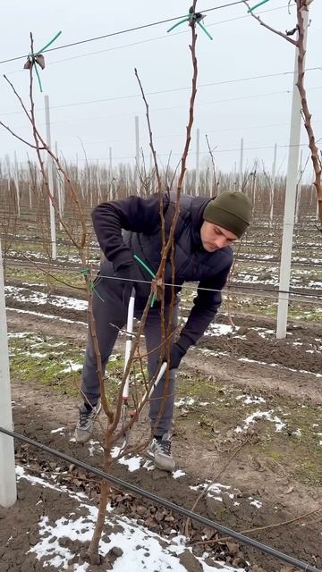 Обрезка молодой груши смотреть онлайн