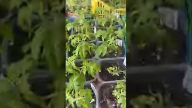 Какие помидоры из серии Гномы для выращивания на подо смотреть онлайн