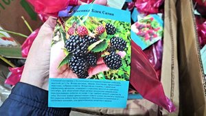 Светофор.Такое я даже не ожидала здесь увидеть.Хочу все что привезли.Май 2025