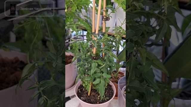 Санитарная обрезка ЖАСМИНА после окончания цветения #