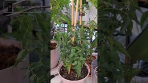 Санитарная обрезка ЖАСМИНА после окончания цветения #
