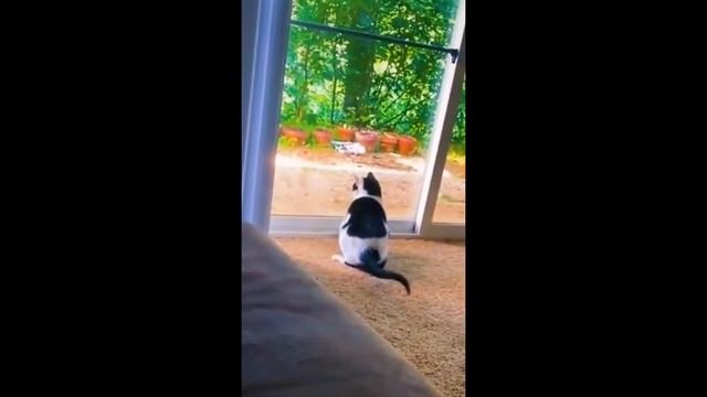 Лучшие приколы! Попробуй не засмеяться! #приколы #смехдослез #юмор