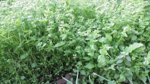 Мокрица - очень полезный огородный сорняк