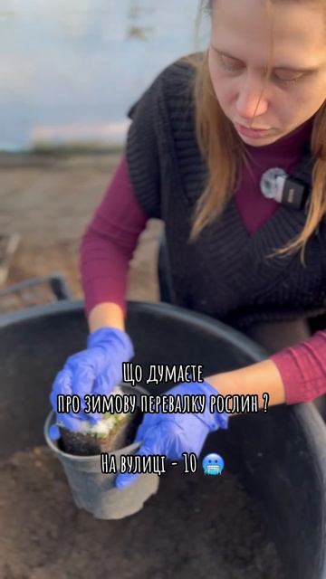 Зимова пересадка рослин 🥶 #garden #сад #рослини