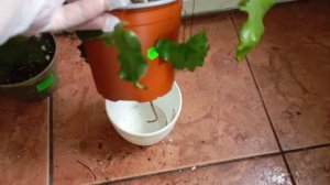 Пересадка растений на Фитильный полив!🌿🌿🌿🔥❤️♥️