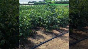 САЖЕНЦЫ ГРЕЦКОГО ОРЕХА "ИДЕАЛ" ОПТОМ И В РОЗНИЦУ (НИЖНЕ