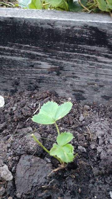 Клубника Мурано 5 августа 2023 г. смотреть онлайн