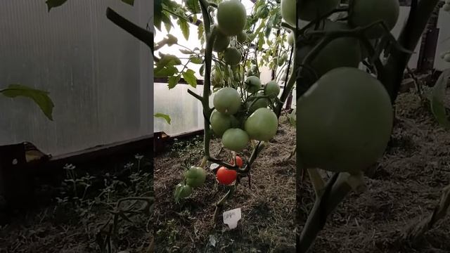 Видео привет  из дачи  23 июля Сибирь 