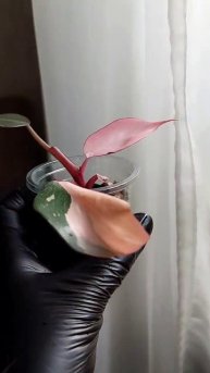 Волшебный лист Филодендрона Розовая Принцесса 💘