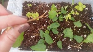 Клематис "Тайга" 🌱, результат черенкования.. 3-я попытк