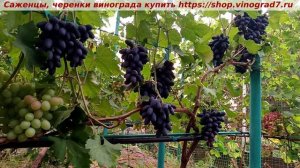 Парад сортов на 27.07.24 года - виноград ВЕРНИСАЖ окрашив?