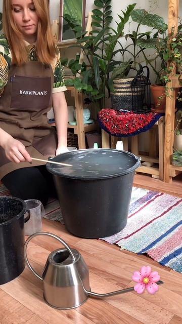 Чем подкормить комнатные растения после зимы #shorts #ком