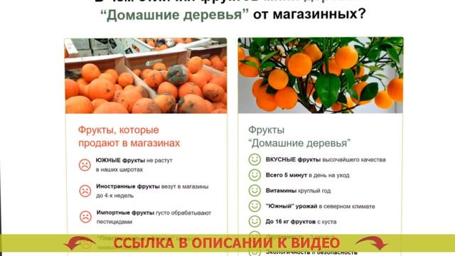 Комнатные фруктовые деревья