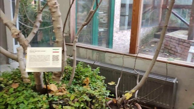 Выставка пеларгоний в Аптекарском огороде в Москве на смотреть онлайн