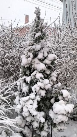 Туя после снегопада