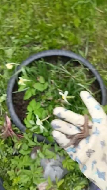 ни одна #ящерица не пострадала ! было +6 на улице #огород смотреть онлайн