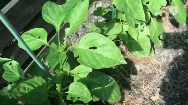 Огород под снегомШашлык под дождём