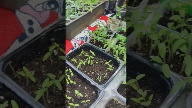 .9марта,меняю водичку у цветов,растюхи радуют!)#весна#ц? смотреть онлайн