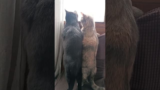 Грачи прилетели😹. Приколы с котиками. Funny cats 😂. смотреть онлайн