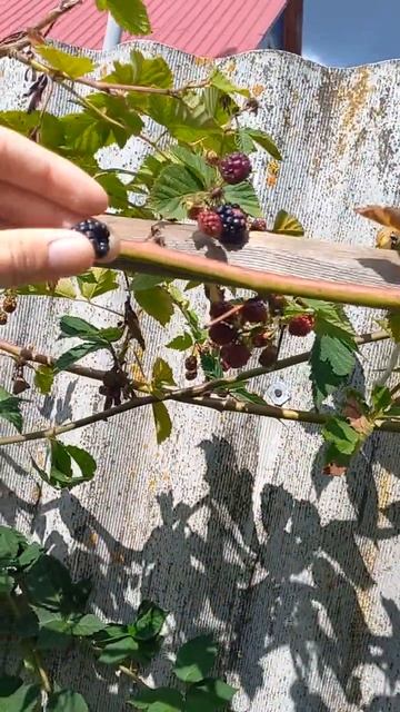 Ежевика в средней полосе) #сад #garden