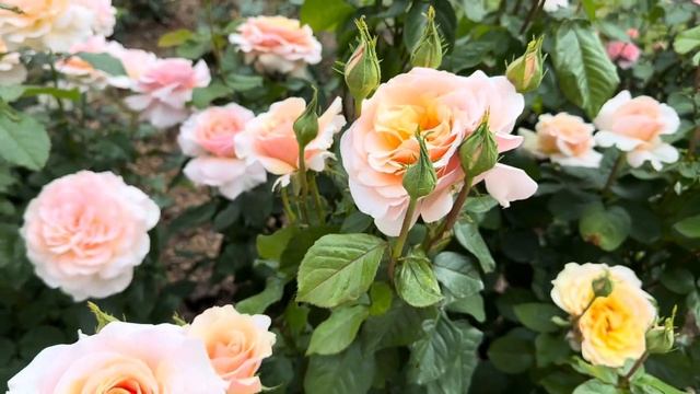 Розы Чандос бьюти и Сью Хипкин смотреть онлайн