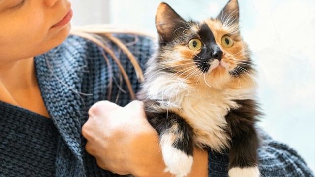 Чому кішки люблять вагітних і що вони хочуть сказати жінці Why cats love pregnant women смотреть онлайн