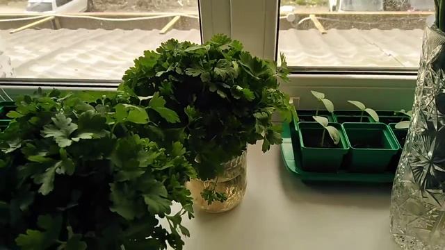 20 мая 2022г. ОГУРЦЫ СЕЕМ ДОМА морозно смотреть онлайн