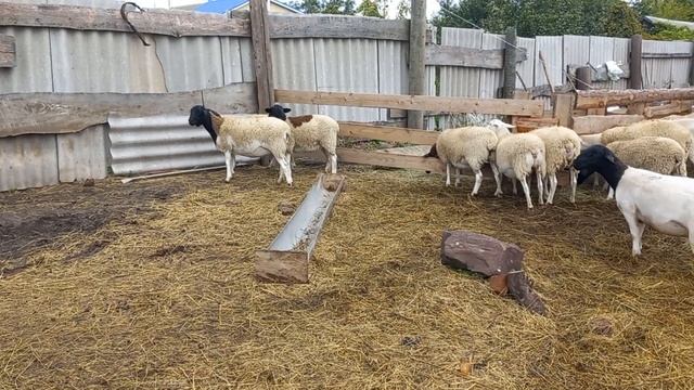 ДОРПЕР кросс дорпера ярочки кросс катадина