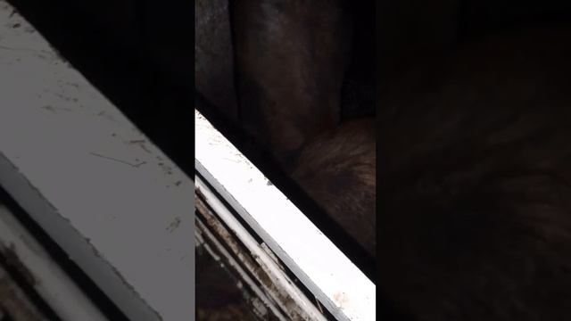 Вот что значит дети интернета не чего не знают о свинь смотреть онлайн