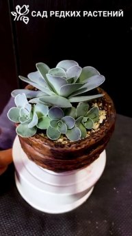 Гриновия, каменная роза #цветы #растения #суккуленты