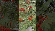 РЯБИНА ОБЫКНОВЕННАЯ (Rowan, Sórbus) #Shorts