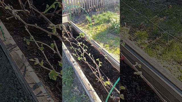 Новое укрытие и подвязка винограда.