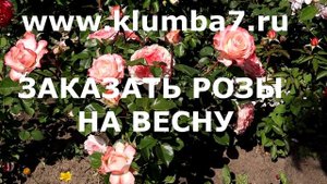 ЦВЕТЕНИЕ РОЗ 2024🌹. НОВЫЕ СОРТА🔥 Роза Пич Ваза и Пикот?