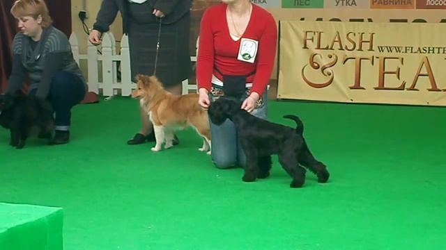 Бэст. Выставка 08.04.12 смотреть онлайн