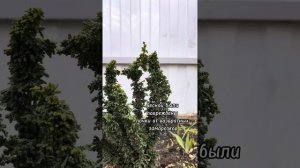 Кипарисовик Чиримен