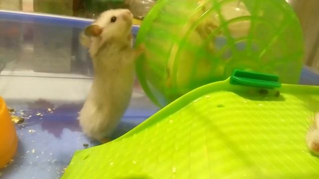 Тайная жизнь хомяка. Хомяк акробат. Прикол) Сон хомячка | Хомячуля: Secret Life Hamster - Pets