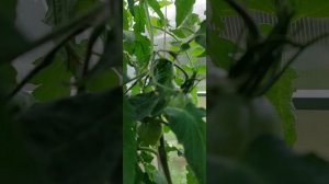 Изумрудная Парча, Блаженство, Кардинал на соломе , Оче?