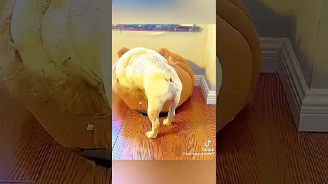 приколы с животными
